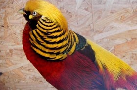 رصد طائر نادر في متنزه وسط الإغلاق 