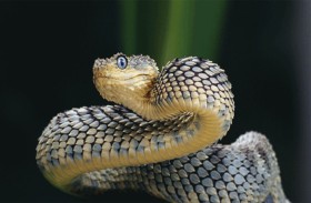 ثعابين مختبئة بمكيف منزل 