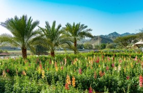 المكتب الإعلامي لحكومة رأس الخيمة يختتم مشاركته في الحملة الوطنية «أجمل شتاء في العالم» 