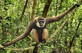 إدراج قردة الجبون بمعابد أنغكور 