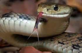 يدخل المستشفى للعلاج.. والثعبان في جيبه 