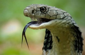 الأفاعي المعمّرة.. حقيقة أم خرافة؟ 