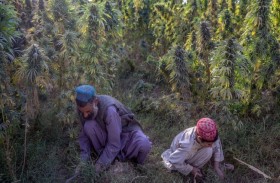 انهيار إنتاج الأفيون في أفغانستان 