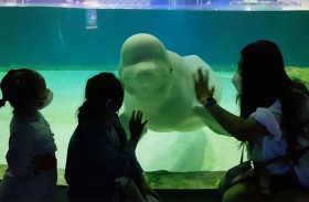 مساع لتحرير أنثى حوت في كوريا الجنوبية