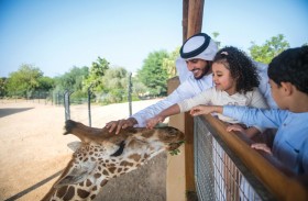 حديقة الحيوانات بالعين تطلق تجربة إطعام الزراف وسفاري العين من جديد