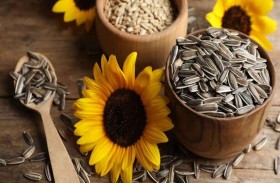 حذار من ابتلاع قشور دوار الشمس