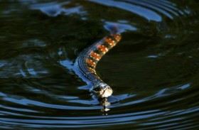 أفاعي تغلق متنزه 