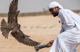 منافسة قوية في أشواط «العامة والملاك» ببطولة فخر الأجيال للصيد بالصقور