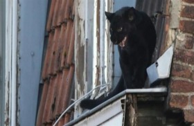 فهد مسروق يتحول إلى نجم متعجرف