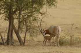 أفلام بيئة أبوظبي الوثائقية عن الطبيعة على متن رحلات طيران الإمارات