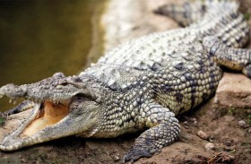 تمساح يفترس أباً أمام أطفاله 