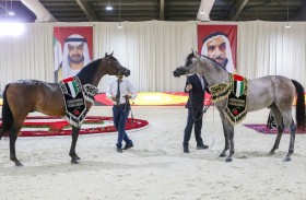 بطولة الإمارات الوطنية لجمال الخيول العربية تنطلق اليوم