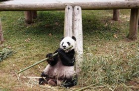 نفوق الباندا العملاق لي لي