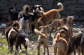 كلاب تنهش طفلاً حتى الموت 