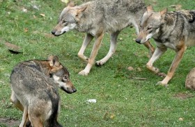 تصارع الموت بعد هجوم 3 ذئاب 