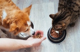 رائدة أعمال تخصص أرباح مشروعها لدعم الحيوانات