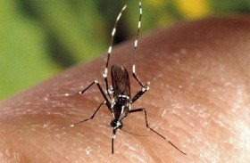الجزائر.. بعوض النمر يغزو 24 بلدية في العاصمة