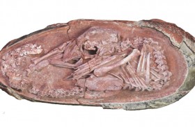 حقائق مثيرة ببيضة ديناصور الصين 