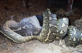 استخراج رجل من بطن أفعى.. سحقته وابتلعته