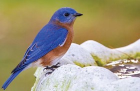 ما سبب نُدرة اللون الأزرق في الطبيعة؟