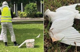 نفوق عشرات الطيور بسبب تسمم جماعي