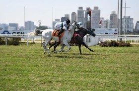 «باسماري راش» بطلة كأس الوثبة  للخيول العربية في البرازيل