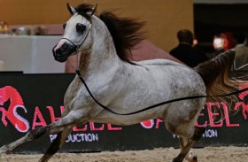 «دبي الدولية للجواد العربي» تعزز ريادة الإمارات.. مركزاً عالمياً لجمال الخيل العربي