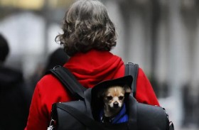 رصد انتقال جدري القرود من إنسان إلى حيوان