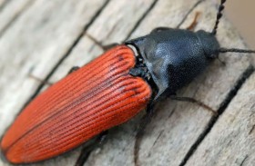 يقود تطوير روبوت خارق بحجم الخنفساء