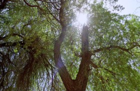 هيئة البيئة والمحميات الطبيعية في الشارقة تُطلق مبادرة هي التي أحبها زايد 