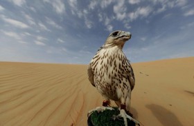 مهرجان الظفرة 2020 يعلن عن دليل المزاينات والمسابقات التراثية المصاحبة