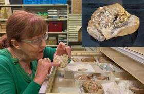 اكتشاف أقدم قلب في العالم.. عمره 380 مليون سنة