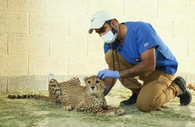 حديقة الحيوانات بالعين تقدم التأهيل والتعزيز السلوكي الإيجابي للفهود وفق أعلى المعايير