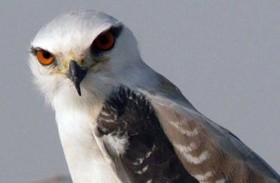 طائر جارح يخضع للاستجواب 